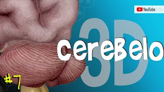 Áreas e Funções do CEREBELO Anatomia em 3D MiniCurso 710 [upl. by Botsford]