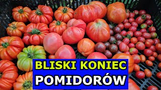 Bliski Koniec Pomidorów Przyspiesz Dojrzewanie Opóźnij Chorobę Cięcie Zbiory Uprawa Wrześniowa [upl. by Coryden]