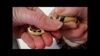 Popping Juvenile Ball Pythons [upl. by Oicelem]