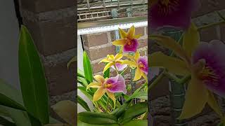 This year has been the best blooming year for my Miltonia Orchids orchid semihydro orchidcare [upl. by Nolahs]