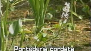 pickerelweed Pontederia cordata [upl. by Akinahc]