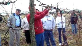 Pruning Grape Vine  High Cordon Trellis Part 3 [upl. by Lulu105]