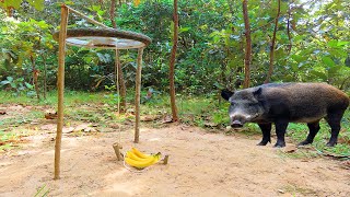 Ambush wild boar traps Using Motoreycle  Woods Wild boar trapping skills Trapping wild boars [upl. by Miza]