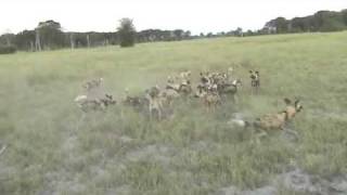 wild dogs kill wild dog [upl. by Ramses]