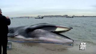 Rescue Crews Race to Save 60Foot Beached Whale  New York Post [upl. by Tamaru973]