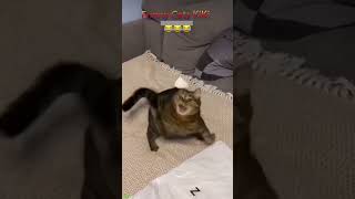 Funniest Cat 🐱 kitten meowing cute 🐱 FunnyCats 1259 [upl. by Emmott]