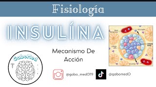 Fisiología Endocrina  Insulina Mecanismos De Acción [upl. by Acitel]