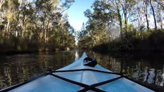 CENTRAL COAST  TUGGERAH LAKE  COLONGRA CREEK  KAYAK  a mirror image morning [upl. by Docia611]