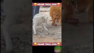 🐯Prank Dog 😂  Dog Wear Tiger Mask Fake Tiger So Funny Dogs Prank Try To Stop Laugh 2024 shorts 🐕 [upl. by Ailegna]