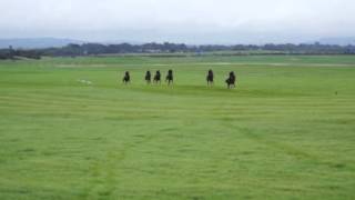 Curragh Training Grounds Co Kildare Ireland [upl. by Tice]