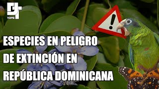 TOP 10 ESPECIES ENDÉMICAS DE RD EN PELIGRO DE EXTINCIÓN [upl. by Pare]