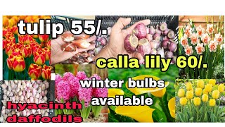 winter flower bulbs availableTulip hyacinth daffodils anemone सर्दियों के बल्बस उपलब्ध हैं [upl. by Charin]