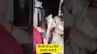 billi ka injection kaise lagta haishortvideo [upl. by Cammie266]