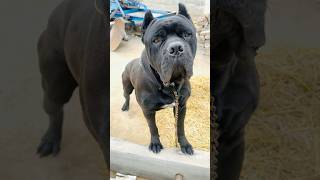 Cane corso in Uttar Pradesh best guard dog…canecorso puppy pets doglover viral shorts fyp [upl. by Vookles555]