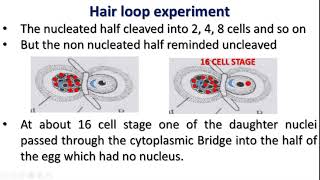 Spemann Experiment Dr S Selva Pon Malar [upl. by Auginahs]