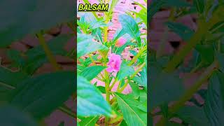 How to Grow Balsam Plants Easily at Home [upl. by Rockefeller]