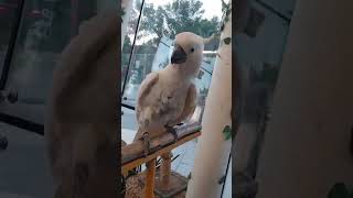 Short Maingay na parrot Mary Ann Cahinta vlog [upl. by Ahsaret]