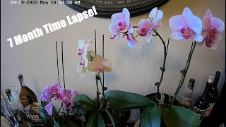 Triple Phalaenopsis Orchid Growing Spike and Blooming 7 Month TimeLapse [upl. by Anaihk8]