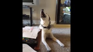 Screaming Husky is Confused [upl. by Reltuc]