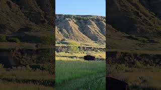 Bison from our Campsite at Theodore Roosevelt National Park [upl. by Aihsakal555]