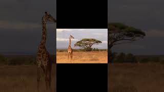 Few pics from Amboseli travel safari africa masaimara kenya vacation park tourism wildlife [upl. by Nathanael]