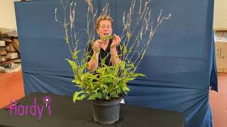 Rosy Hardy Presents Persicaria amplexicaulis Alba [upl. by Eisyak228]