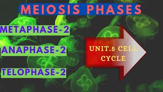 Meiosis 2Prophase 2Metaphase 2 Anaphase 2Cell Cycle [upl. by Agnizn]