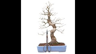 BONSAI DE ACER PALMATUM SEIGAI [upl. by Dorian]