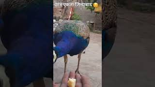 song bollywood funny viralshort trending shortvideoshorts peacock [upl. by Baseler]