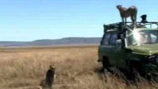 Cheetah courtship  BBC wildlife [upl. by Georgeanne]