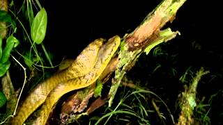 Invasive Brown Treesnakes on Guam [upl. by Ecissej516]