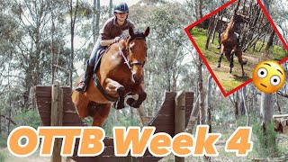 OTTB GOES CROSS COUNTRY FOR FIRST TIME  OTTB Progress Week 4 [upl. by Raynell773]