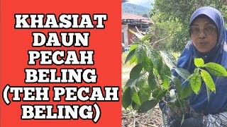 KHASIAT DAUN PECAH BELING ATAU PECAH KACA DAN CARA MEMBUAT TEH DAUN PECAH BELING [upl. by Schnapp67]