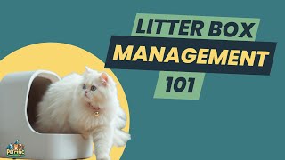 AVOID These Serious CAT LITTER BOX MISTAKES RIGHT NOW 🚨 [upl. by Quenby]