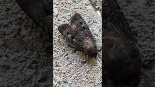 Bogong Moth Agrotis infusa [upl. by Orling]