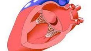 CARDIOTIPS PROLAPSO DE LA VALVULA MITRAL [upl. by Amaj]