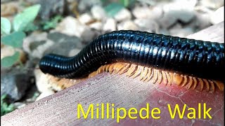 How millipedes move [upl. by Neelyahs]