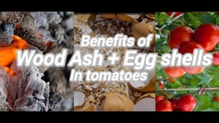 The benefits of using WOOD ASH EGG SHELLS in fertilizing Tomatoes in the gadern gold in the gadern [upl. by Innos345]