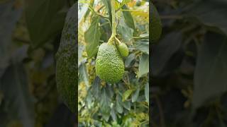 ¿Qué le pasa a este aguacate 🤔🥑 palta aguacate hass diferente [upl. by Aenad429]