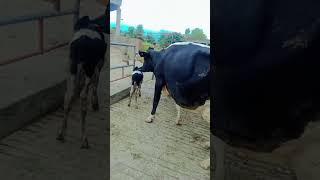 Fresh calving milking animals for sale female calf03177225609 cow dairyfarm farming cowfarm [upl. by Eadnus]