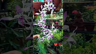 Flowering plants in my Home❤️onlinesaletrendingonshorts musicgardenplants shorts shortvideo [upl. by Ased923]