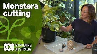 How to propagate Monstera  Indoor plants  Gardening Australia [upl. by Ellienad]