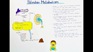 Bilirubin Metabolism  breakdown and excretion [upl. by Ahusoj]