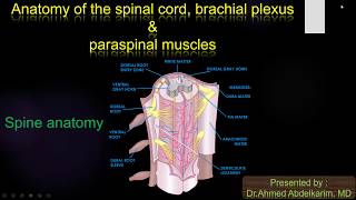 2Spinal cord  brachial plexus and paraspinal muscle [upl. by Bluma81]