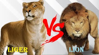 Liger VS Lion  Barbary Lion VS Liger Who Will Win [upl. by Vas]