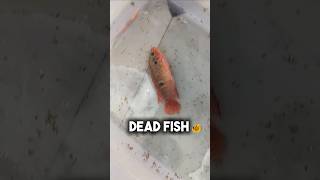 😃💥Jwell fish Frys feeding video 😃💥 telugu trending newbornfishfrysjwellfishbabysbabyfishes [upl. by Anitniuq]