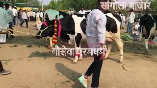 Sangola Cattle Market सांगोला गाय बाजार HF Jersey Cow Market Animal MarketHF Cow [upl. by Aynwad]