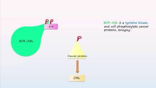 Philadelphia Chromosome Translocations Inversions Deletions [upl. by Berkin]