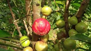 Gods crown fruit tree  Observed in Karnataka  Native to Indonesia New Guinea [upl. by Sadinoel]