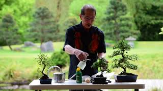 Watering amp Feeding Bonsai Trees [upl. by Bonnell]